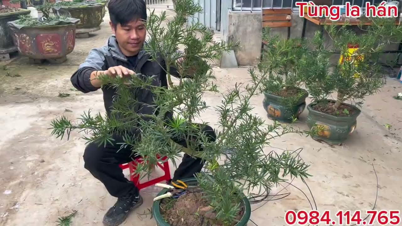 Tập làm cây Tùng la hán 02 | Cách tạo dáng thế cho cây Tùng | Tùng la hán