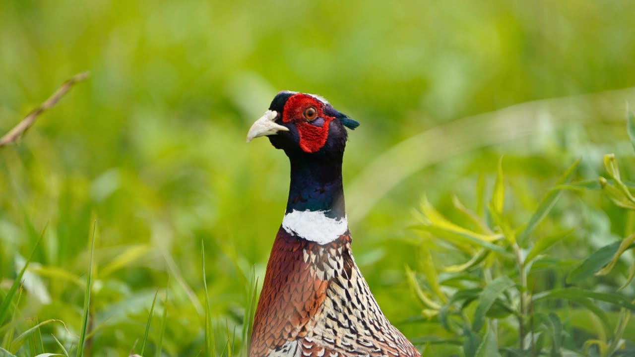 2025 Wild Pheasant Hunt. Mega Flush. Warden Rolls In. Crop Harvest Report.