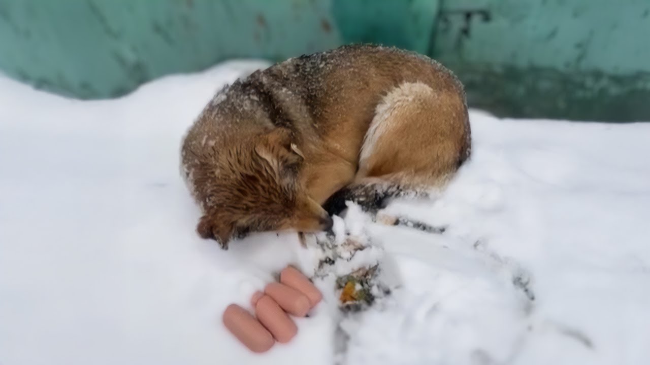 Refusing help, the dog shivered in the snow with pain, she wanted to give up