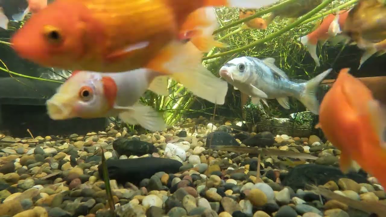 Pond Evolution 20February2026