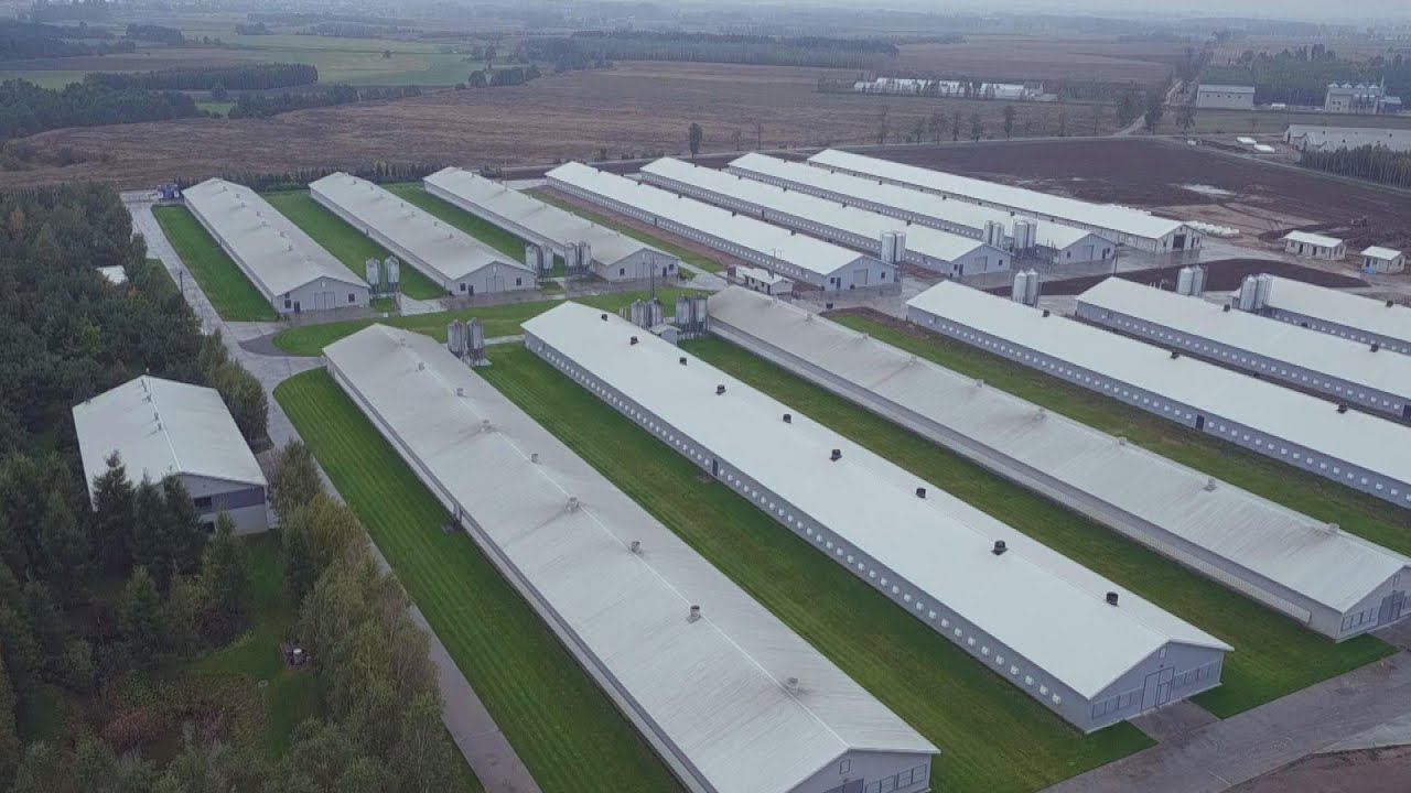 Ekspansja ferm drobiowych. Dlaczego nie ma przepisów chroniących mieszkańców? (UWAGA! TVN)