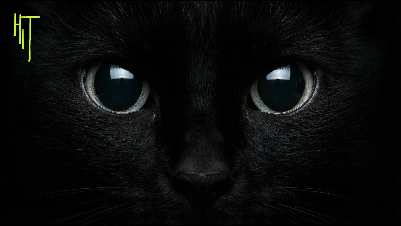 Cold Seeker | AI Music Video