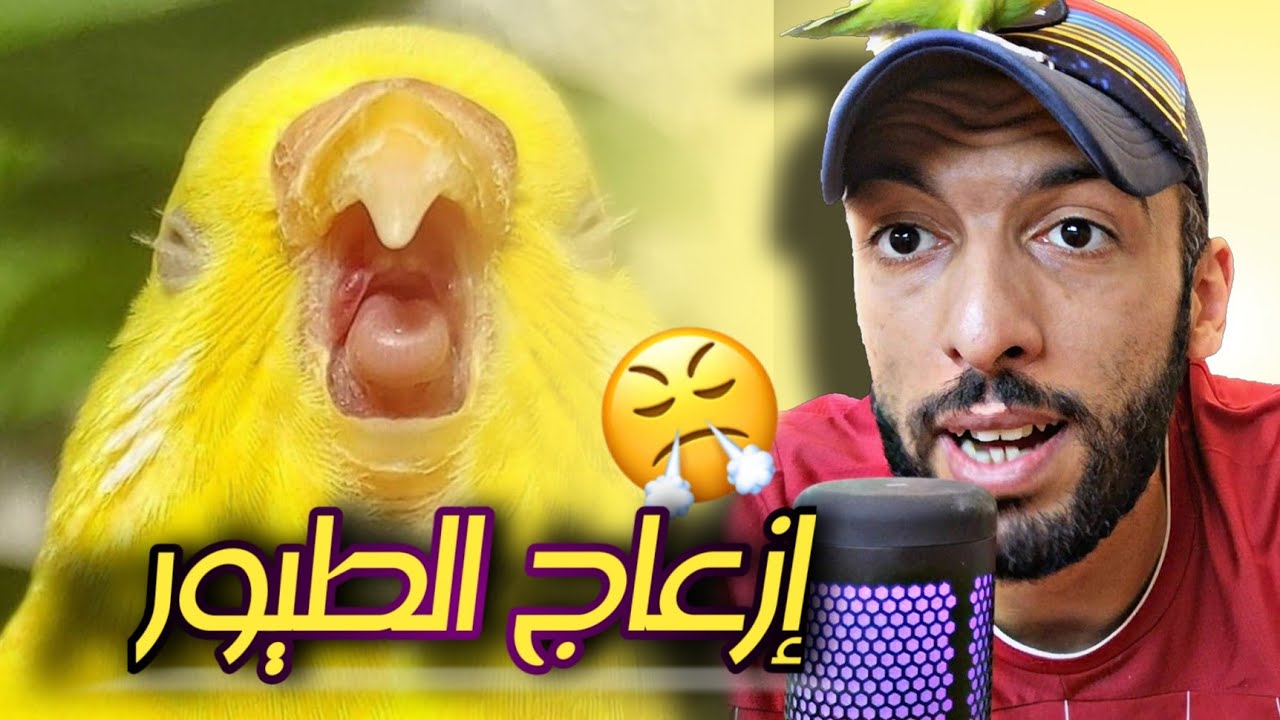 أشياء تزعج العصافير 😠 تجهيز قفص طيور الزيبرا فينش 🤩
