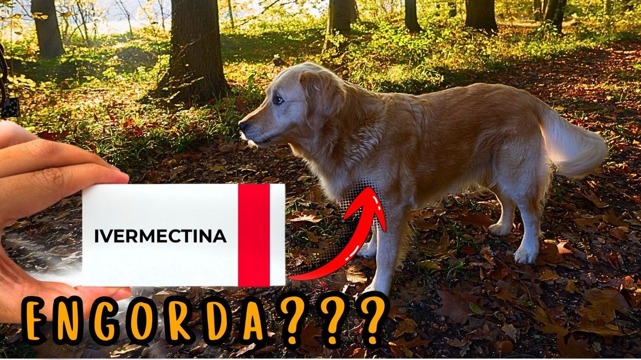 IVERMECTINA PARA CACHORRO AUMENTA APETITE IGUAL VITAMINAS?