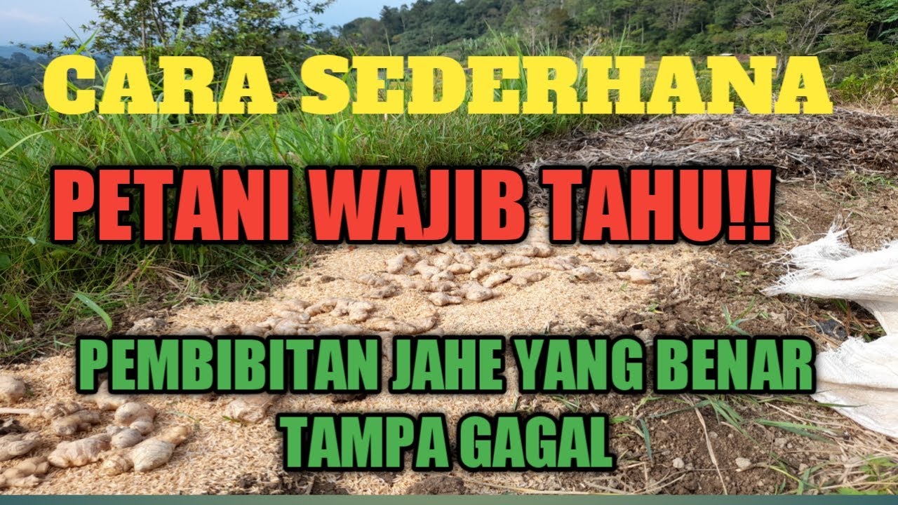 cara sederhana pembibitan jahe cepat tumbuh