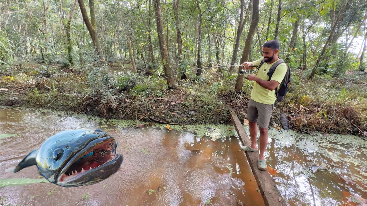 🔥A place like the Amazon jungle.. and a cool fish | Kerala Snakehead Catch and Cook
