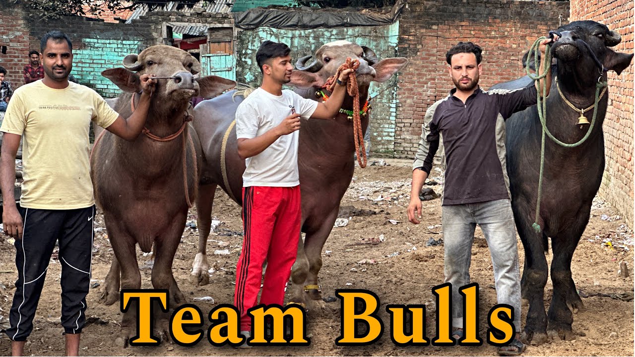 Sultan or uski team || झोट्टे ही झोट्टे || @Bull.Rider-Vlogs