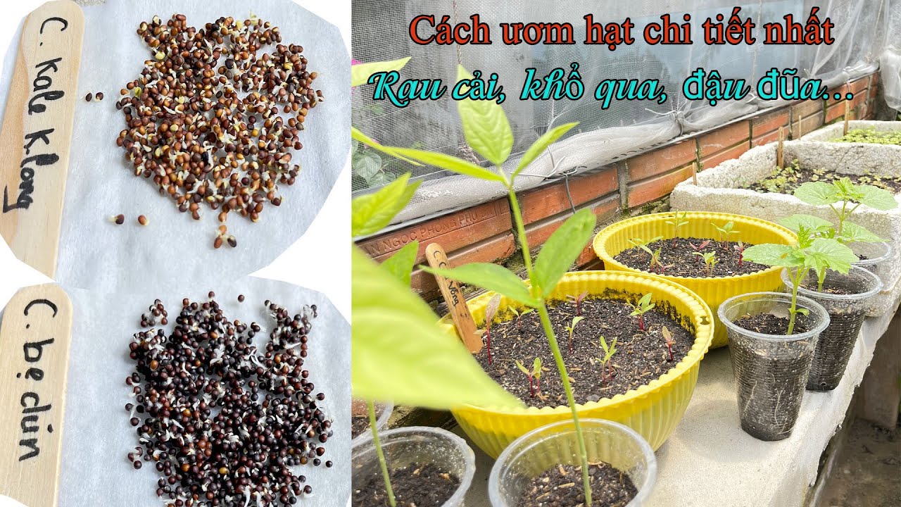Cách ngâm ủ và ươm hạt giống rau cải, xà lách, khổ qua, đậu đũa chi tiết nhất - Rau Sạch Nhà Trồng