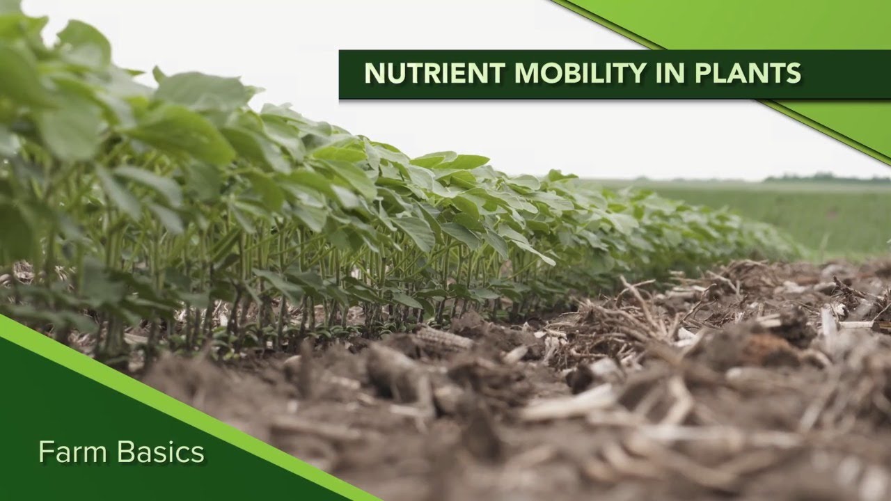 Farm Basics #1152 Mobile and Immobile Nutrients In Plants (Air Date 5-3-20)