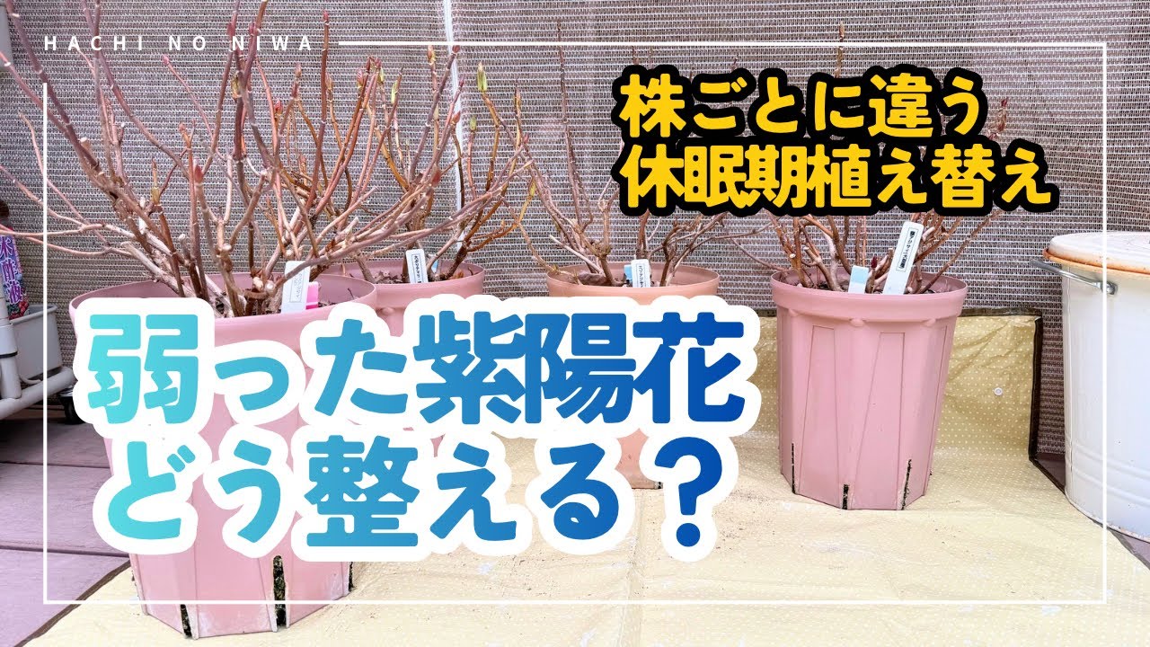 【紫陽花 休眠期植え替え】元気じゃない紫陽花、どうする？株状態別の整え方【鉢植え】