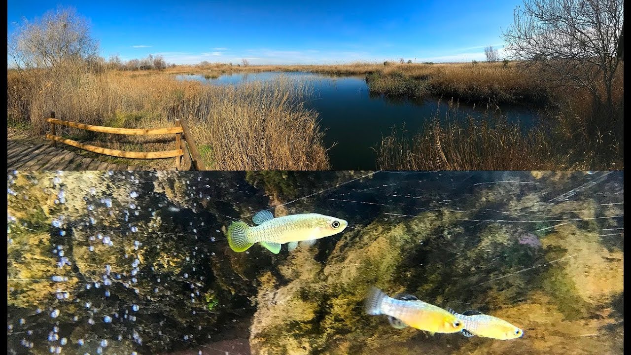 Expedition Valencia hispanica and Aphanius iberus FEB 2018