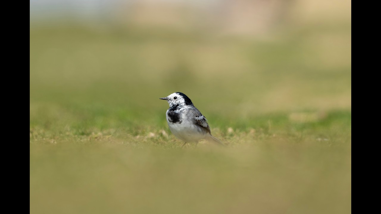 White Wagtail (Bergeronnette grise)