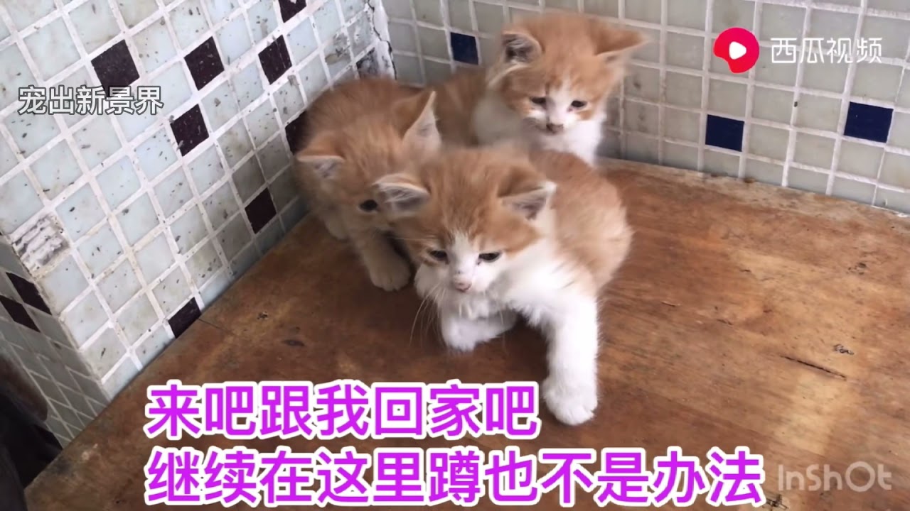 母猫带着四个孩子向人求助，缠着脚哭着不让走，成功帮自己找到家