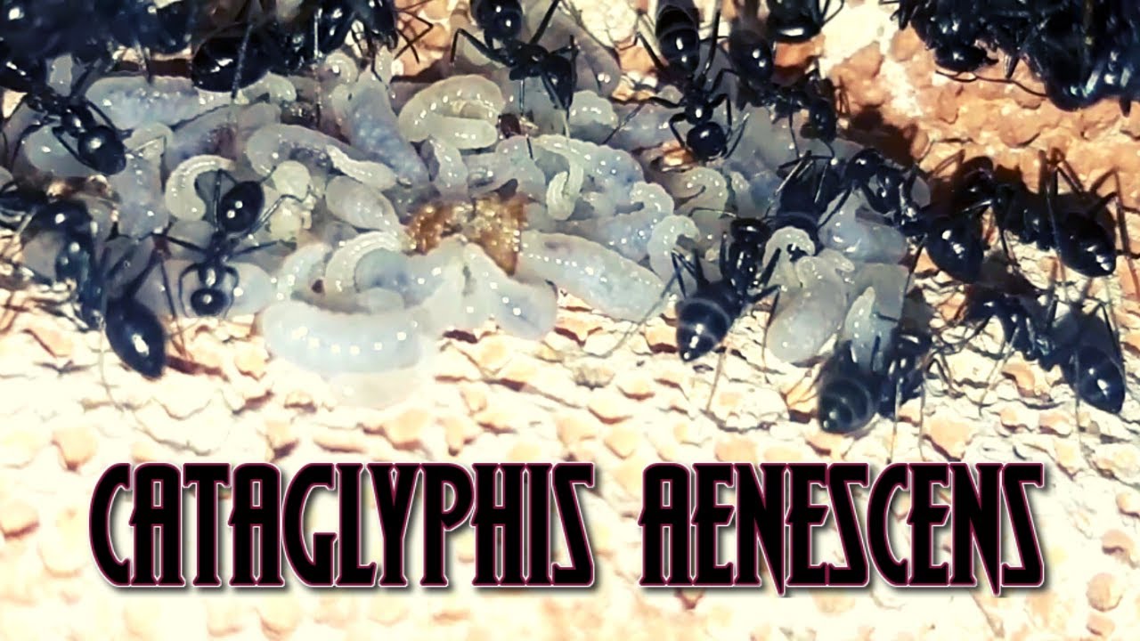 Cataglyphis Aenescens / Black Cata Ants