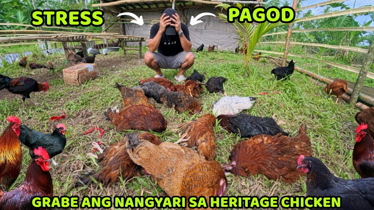 Grabe Ang Nangyari Sa Heritage Chicken NakakapangLumo - Stress, Pagod at Panghihinayang