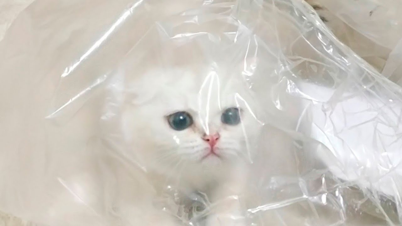 Коко помогает открыть подарки от наших дорогих подписчиков 😘