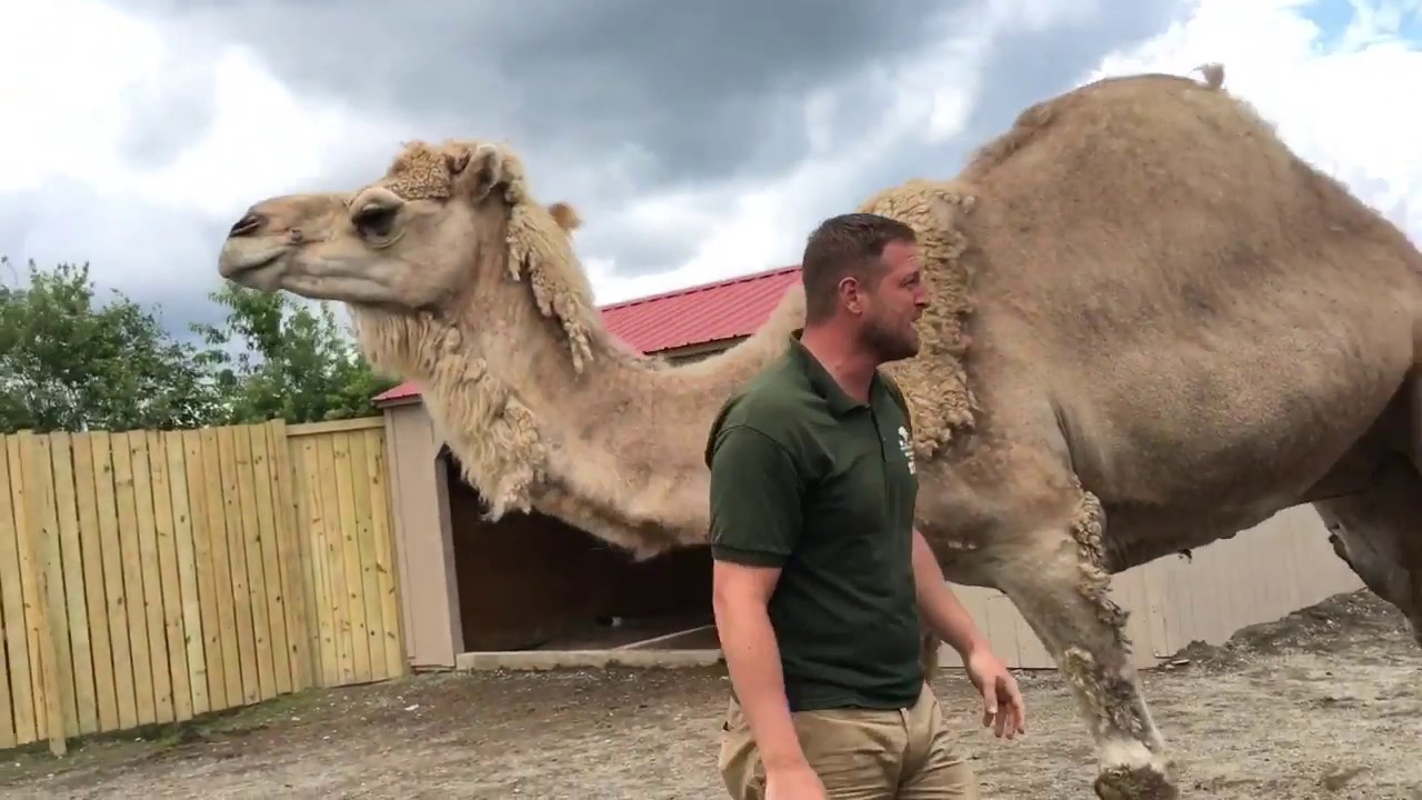 Animal Adventures with Jordan: Dromedary Camels