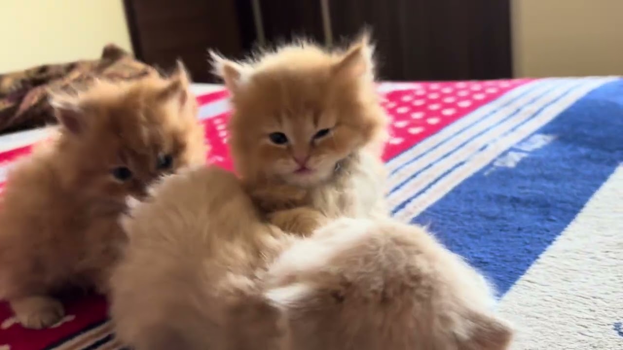 🐱 Pakoda vs kachori funny fight 🤣 @PrincessNikacat @wildcat @dojacat @HelloKittyandFriends 