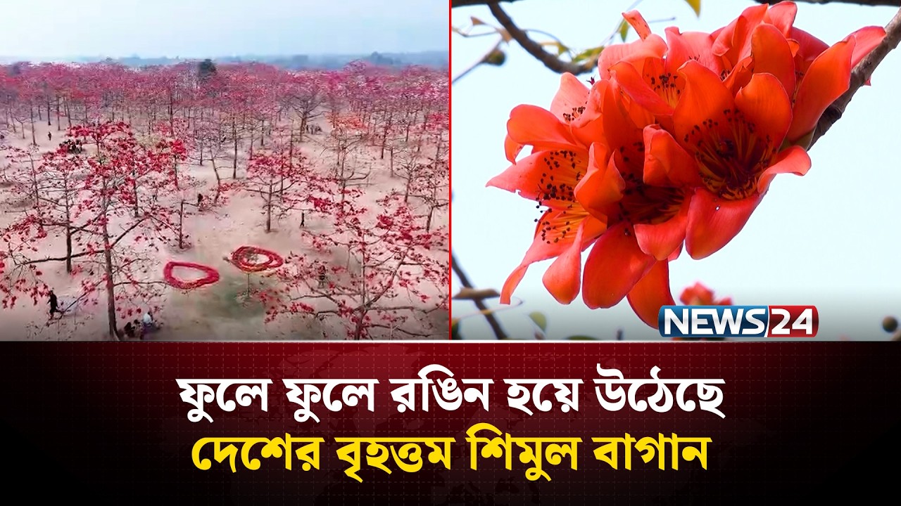 মেঘালয় পাহাড়ের পাদদেশে বসন্তের সৌন্দর্য উপভোগ | Sunamganj | Shimul Bagan | NEWS24