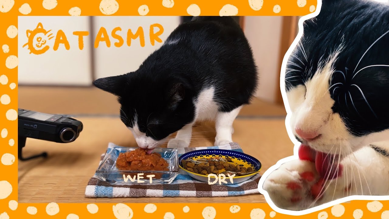 🍙👅ASMR｜ご飯をもりもり食べて食後にグルーミングする猫【咀嚼音】#89