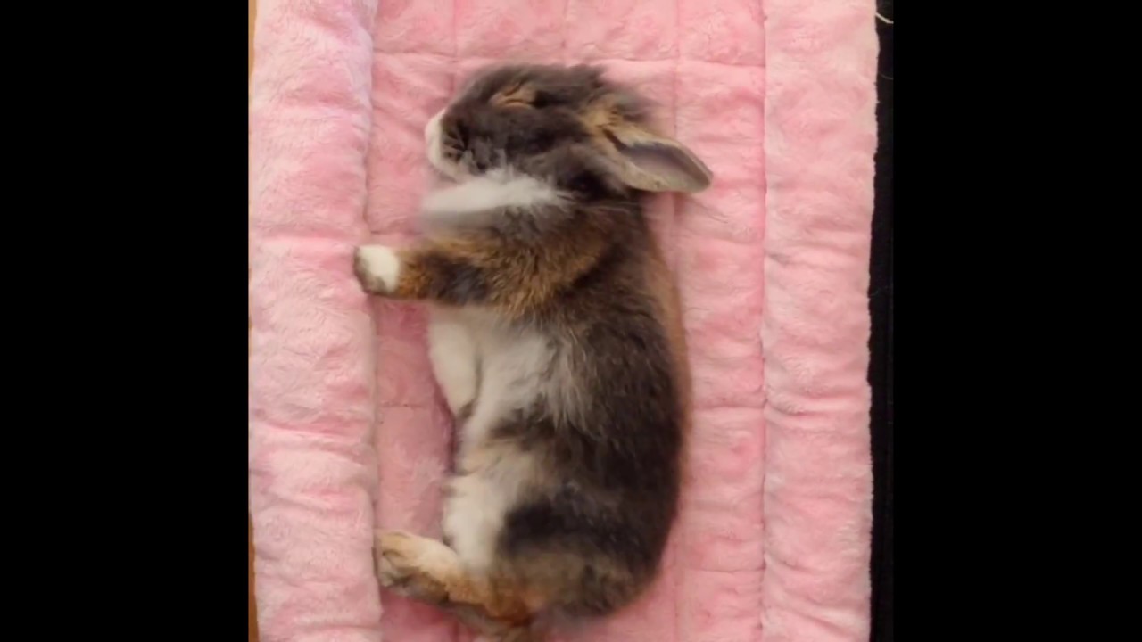 Lily flops compilation | Bunny rabbit flops | funny and cute