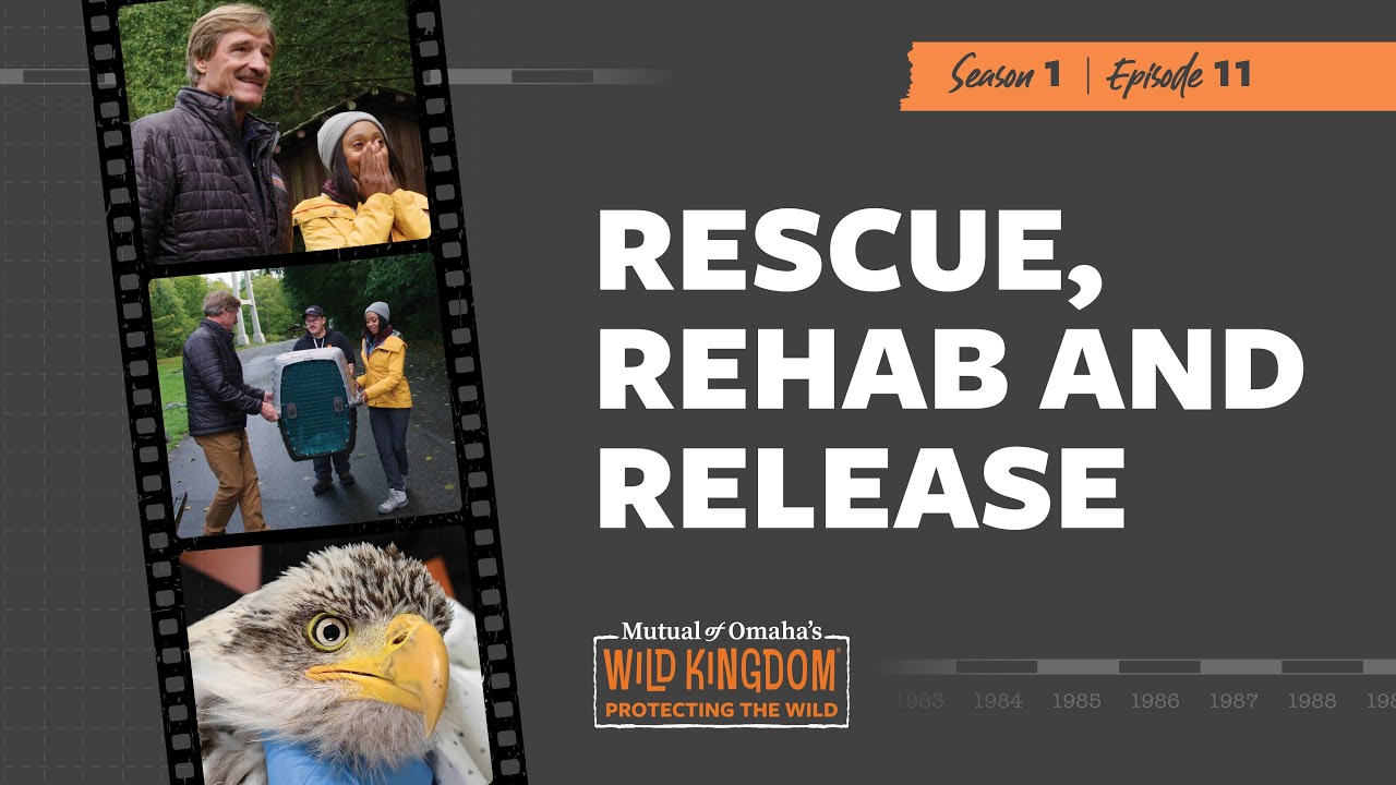 Rescue, Rehab and Release Clip | Mutual of Omaha's Wild Kingdom Protecting the Wild