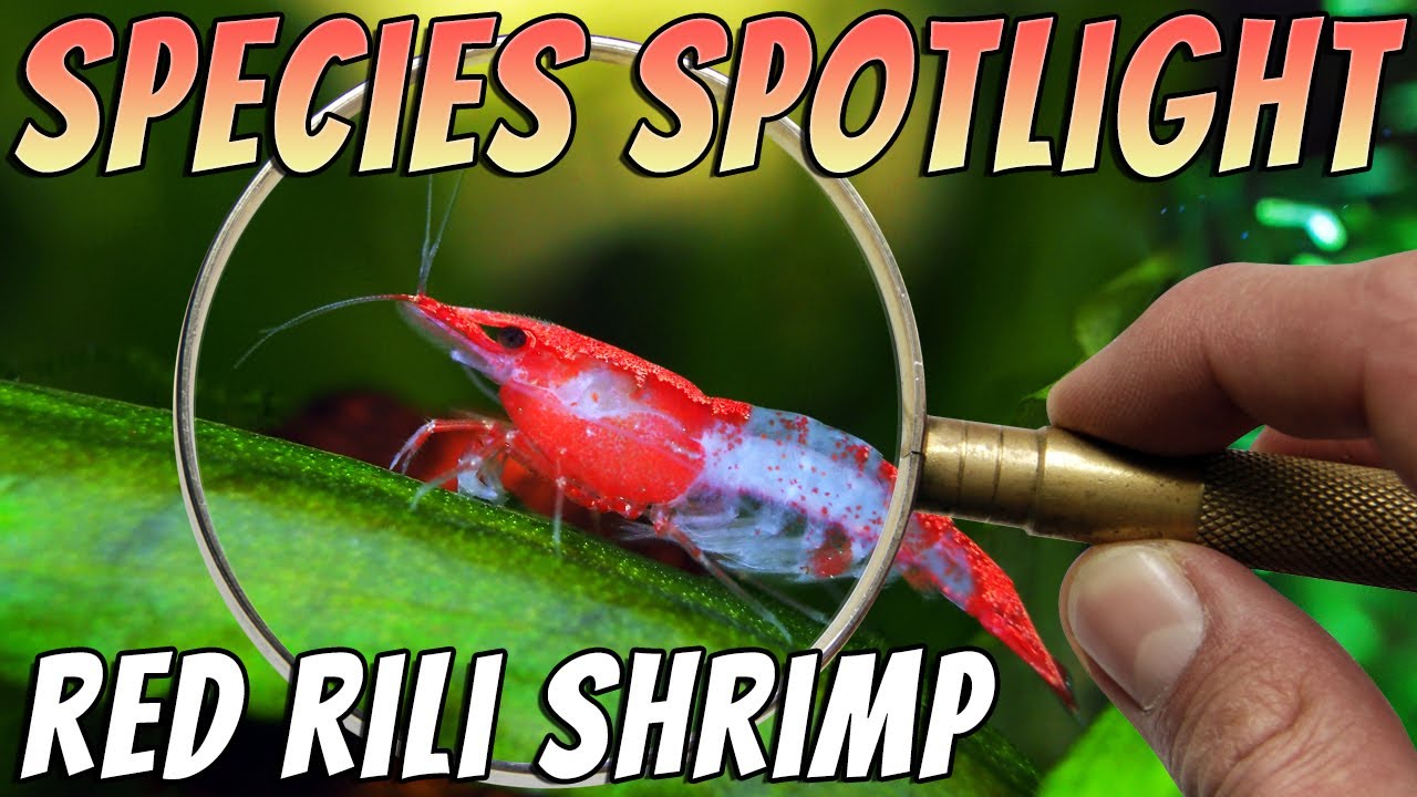 Red Rili Shrimp (Neocaridina davidi var) Freshwater Shrimp Aquarium Shrimp Profile & Care Guide