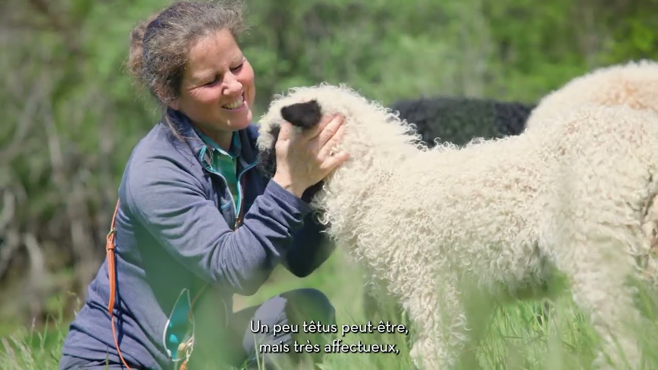 Petits, frugaux et duveteux - ce sont les moutons nez noir du Valais
