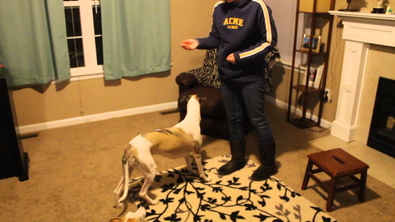 Whippet Tricks