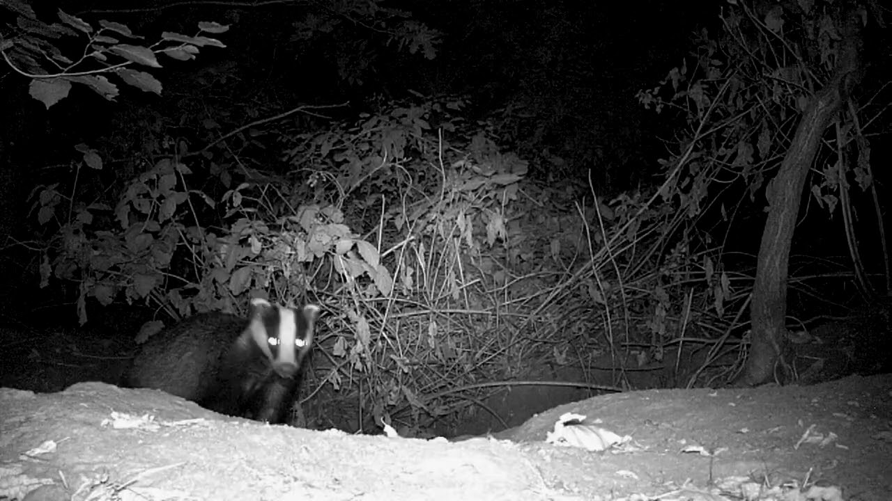The Badger