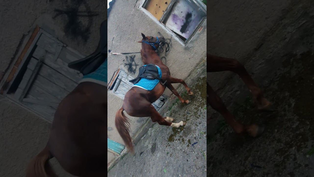 Арабский жеребец  Эйсон