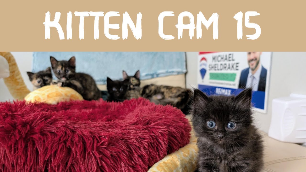 Kitten Cam: Mama Cat & Kittens - Day 66 - VOKRA Walk For The Kitties Day!