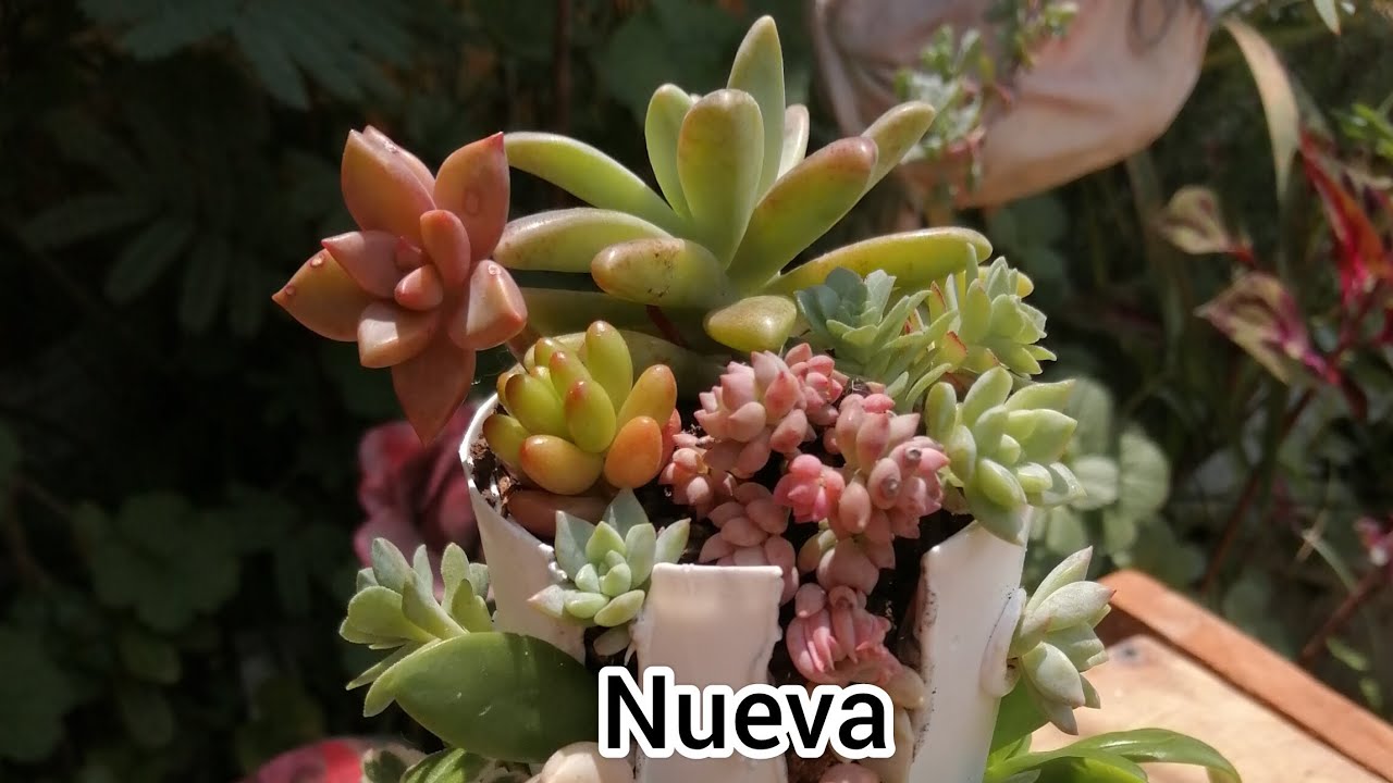 Acompañenme a sembrar suculentas #plantas #suculentas