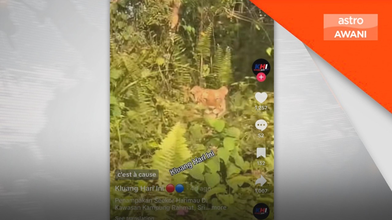 Perhilitan pasang perangkap kamera kesan harimau - Exco