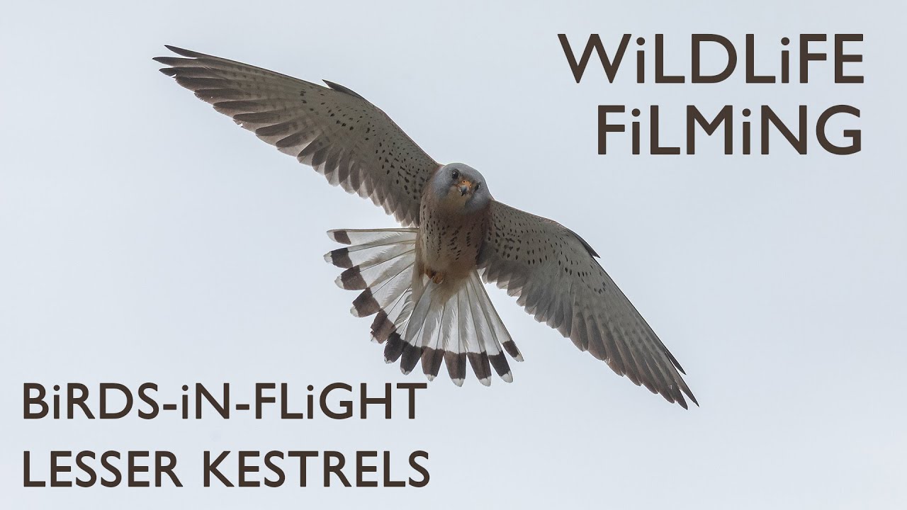 Filming stunning Lesser Kestrels | Wildlife Filming & Photography