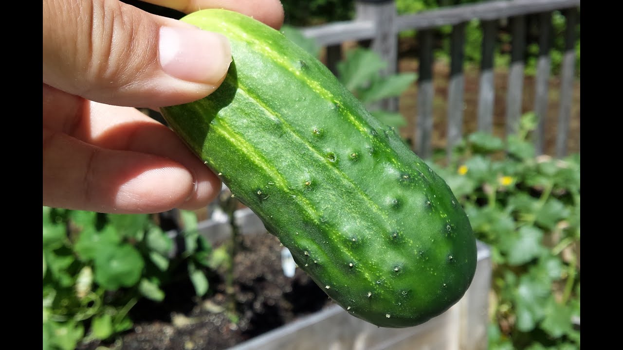 How to grow and Harvest Pickling Cucumbers