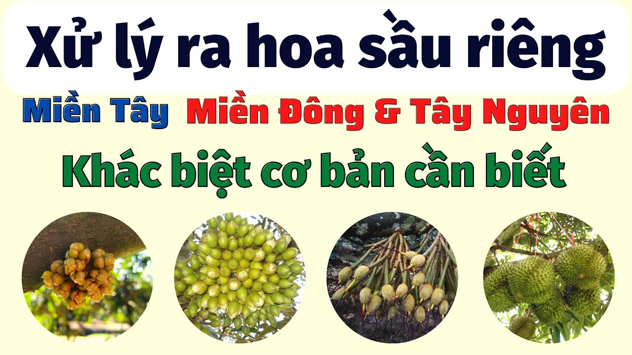 Tổng hợp các khác biệt cơ bản kỹ thuật canh tác - xử lý ra hoa sầu riêng miền Tây - Đông- Tây Nguyên