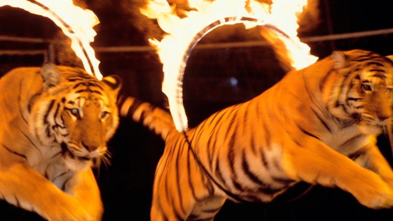 Circus tigers kill trainer in Italy