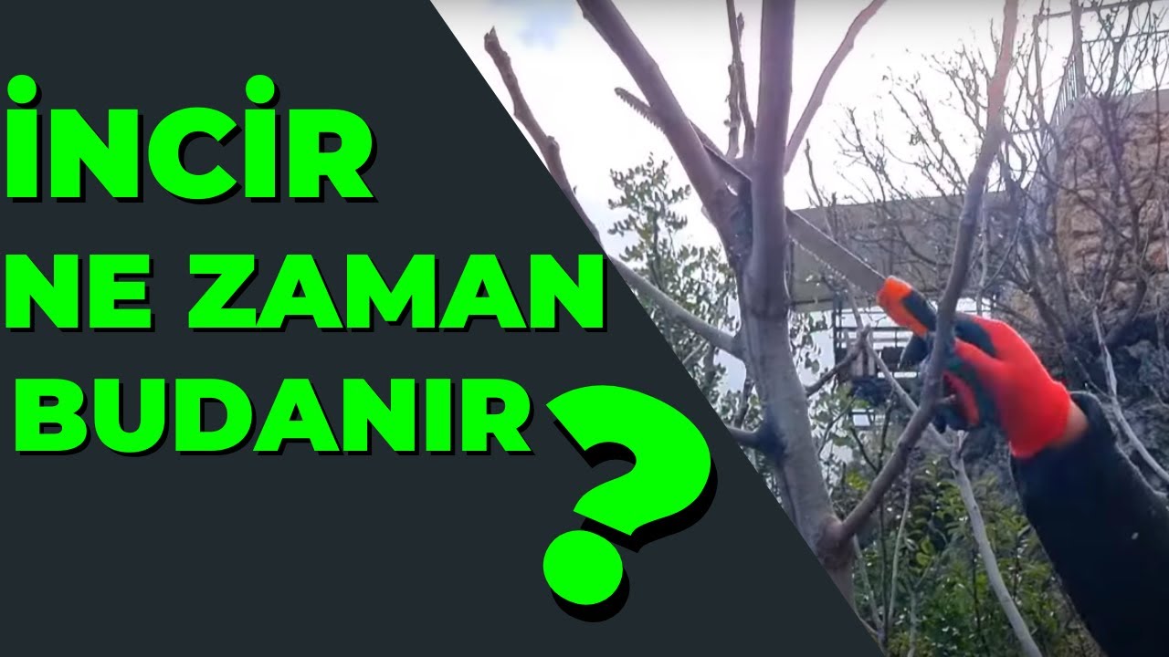 İncir Ne Zaman Budanır | İncir Nasıl Budanır #tropikaltopraktv #incir