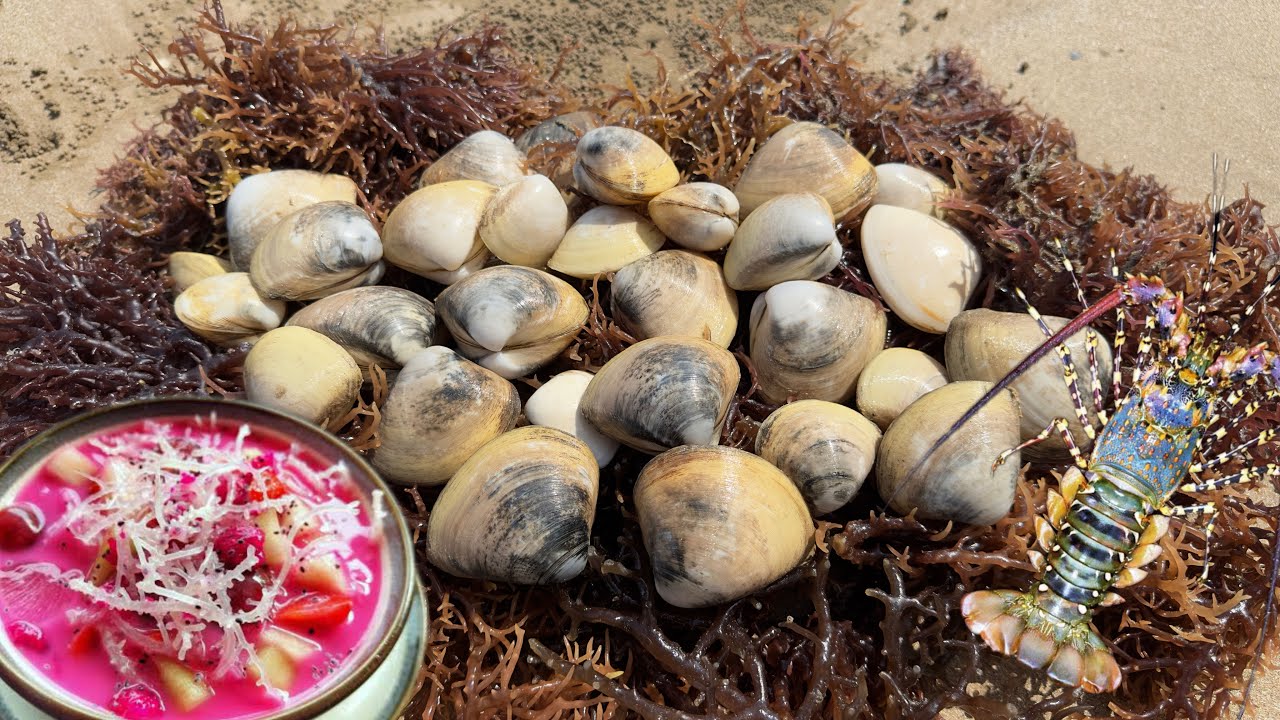 Cara Mudah Pelajari Lubang Kerang Pasir‼️Bonus Rumput laut GRATIS