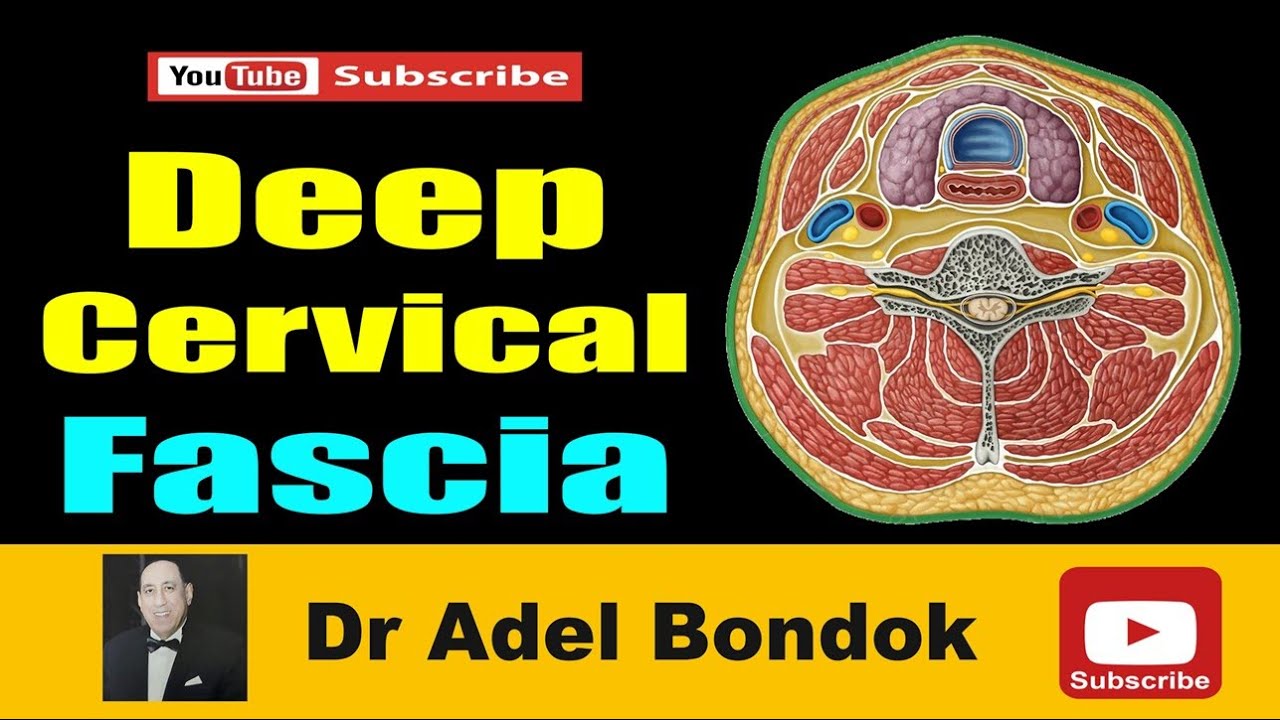 Deep Cervical Fascia, Anatomy of the Investing, Pretracheal and Prevertebral Fascia, Dr Adel Bondok