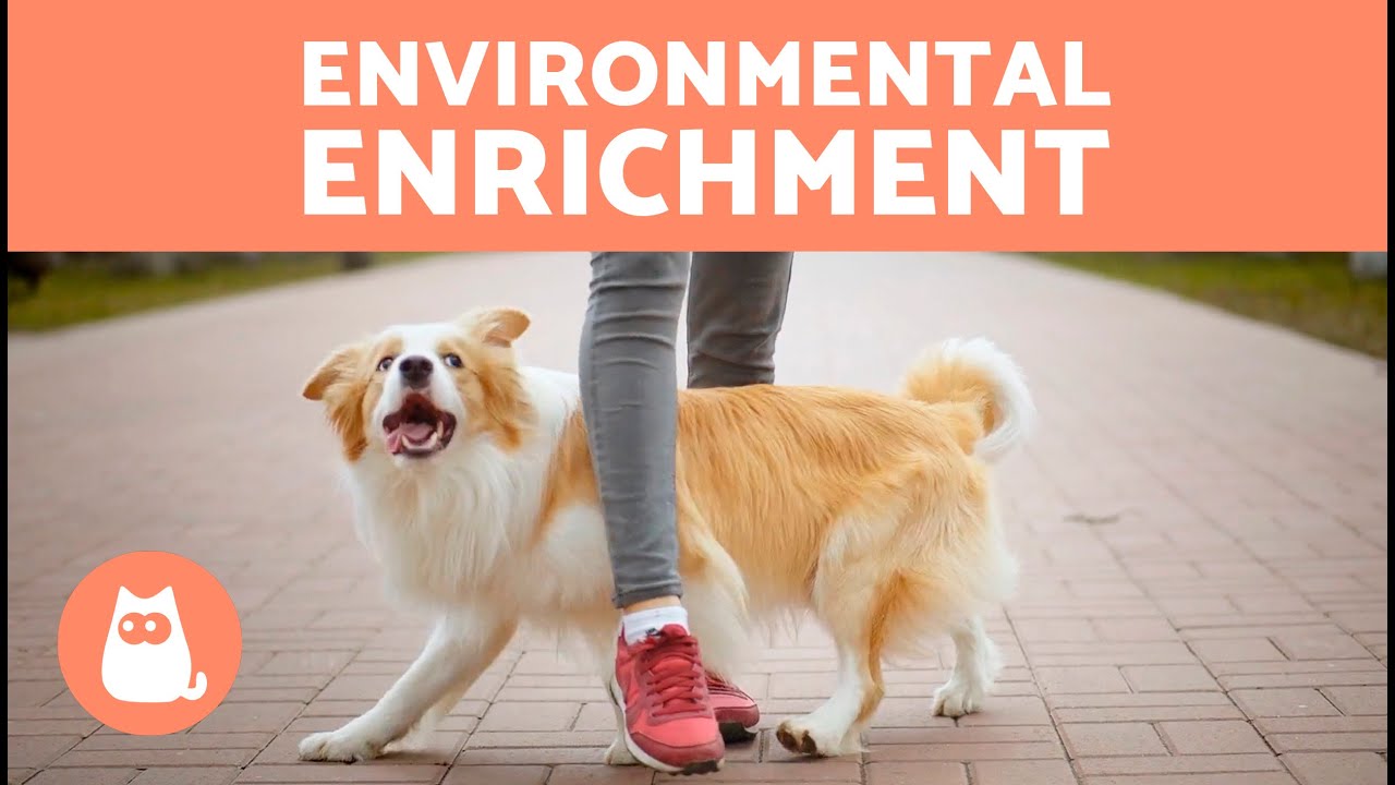 ENVIRONMENTAL ENRICHMENT for DOGS 🐶🐾 (Types and Accessories)