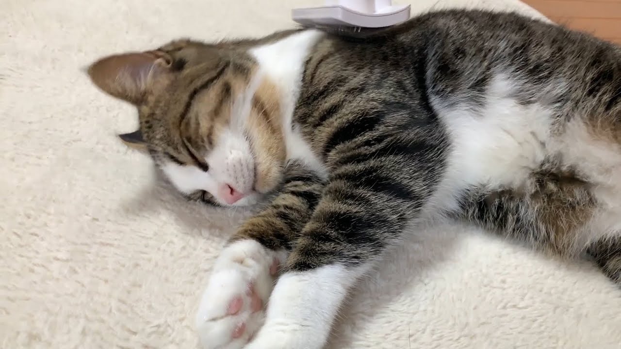 撫でてくれたお礼にすべてを見せてくれる猫