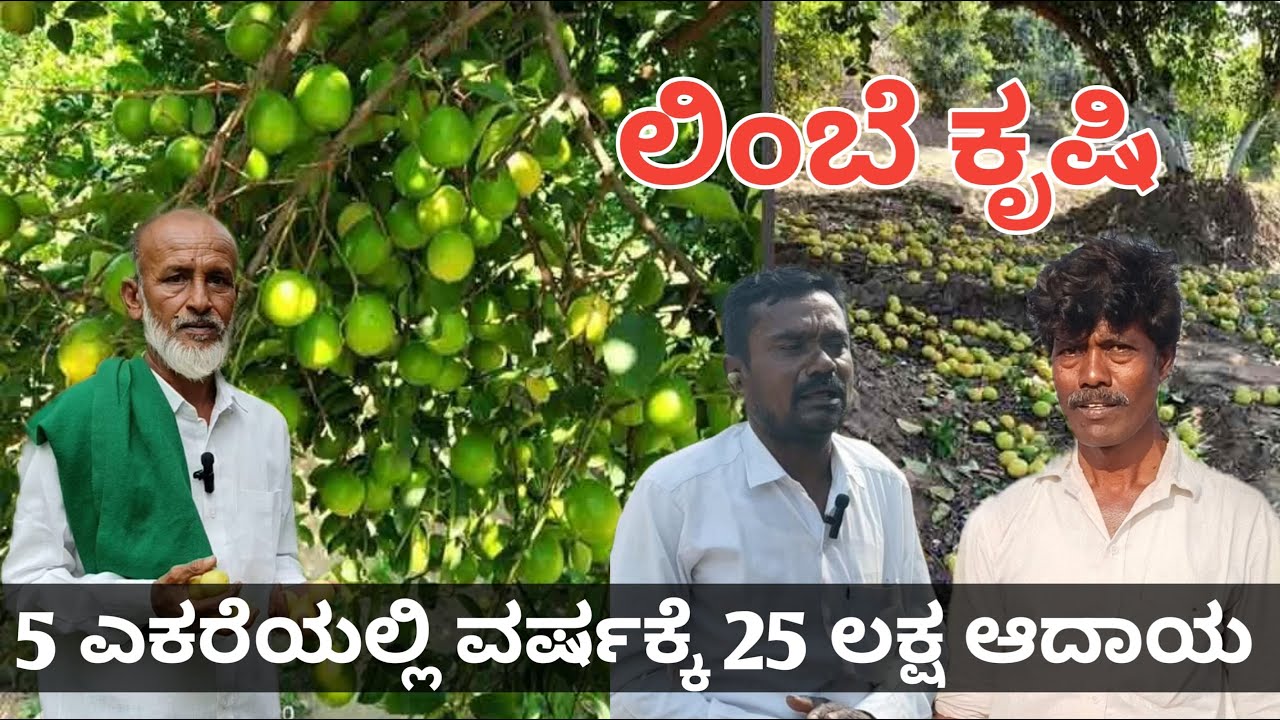 ಲಿಂಬೆ ಬೆಳೆಯಲ್ಲಿ ವಾರ್ಷಿಕ 25 ಲಕ್ಷ ಆದಾಯ ಪಡೆದ ರೈತ | ಕರ್ನಾಟಕದ ಪ್ರಗತಿಪರ ರೈತ