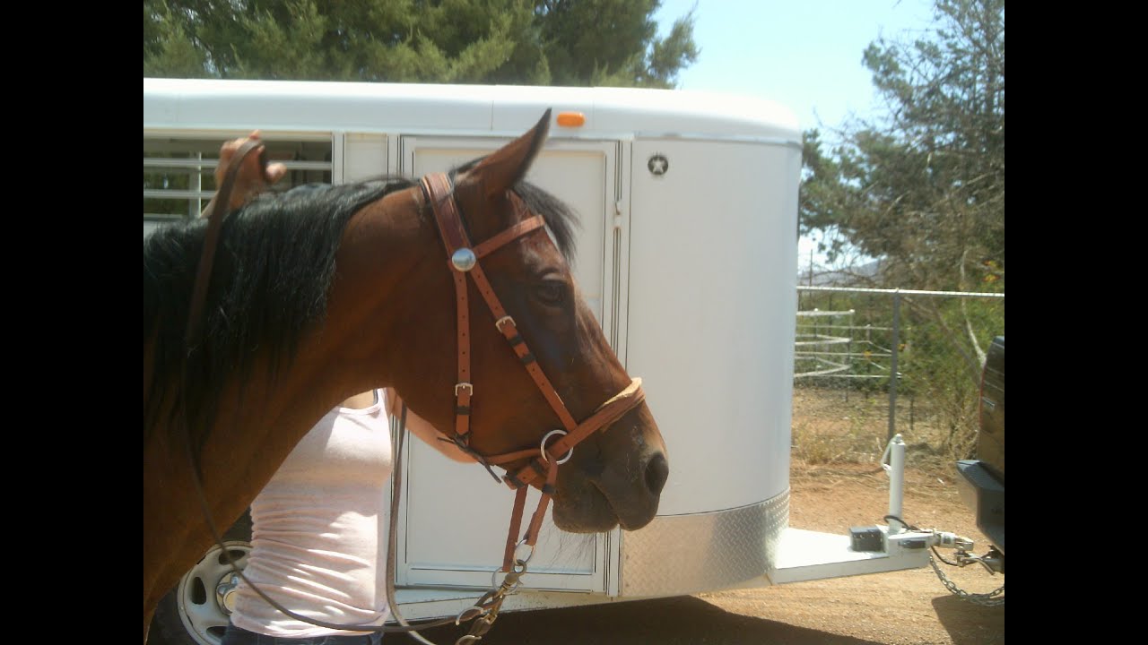 Educational Outreach - An assortment of Bitless Bridles