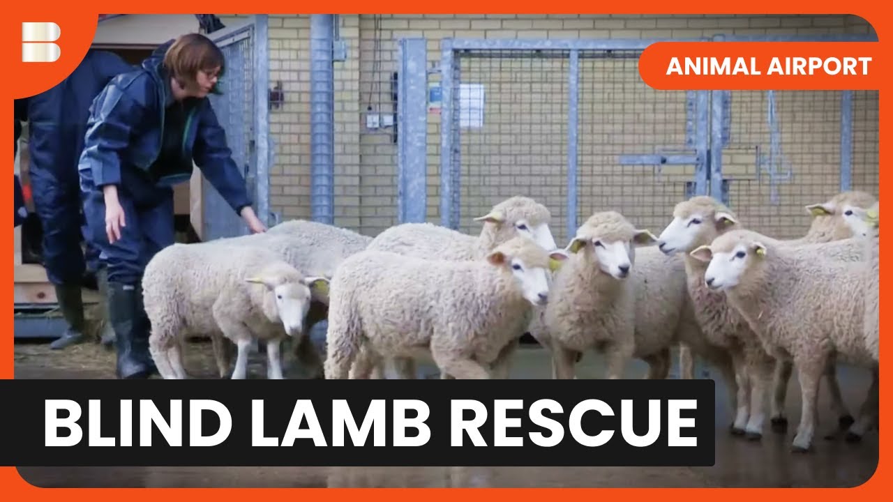 Bulldog Face-Off & Blind Lamb Crisis - Animal Airport - S02 EP04 - Animal Documentary