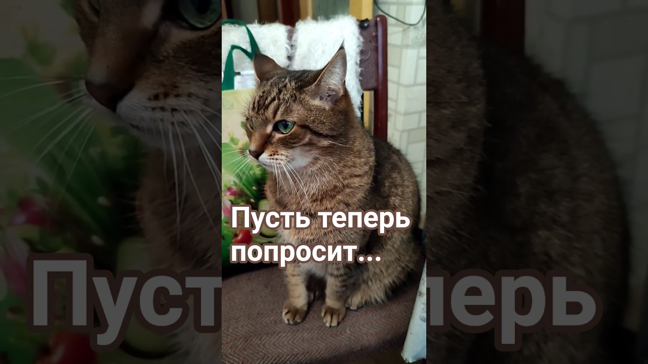 Чого надутый #cat #видосыоткота #прикольныекоты #кот #котики #котофейка
