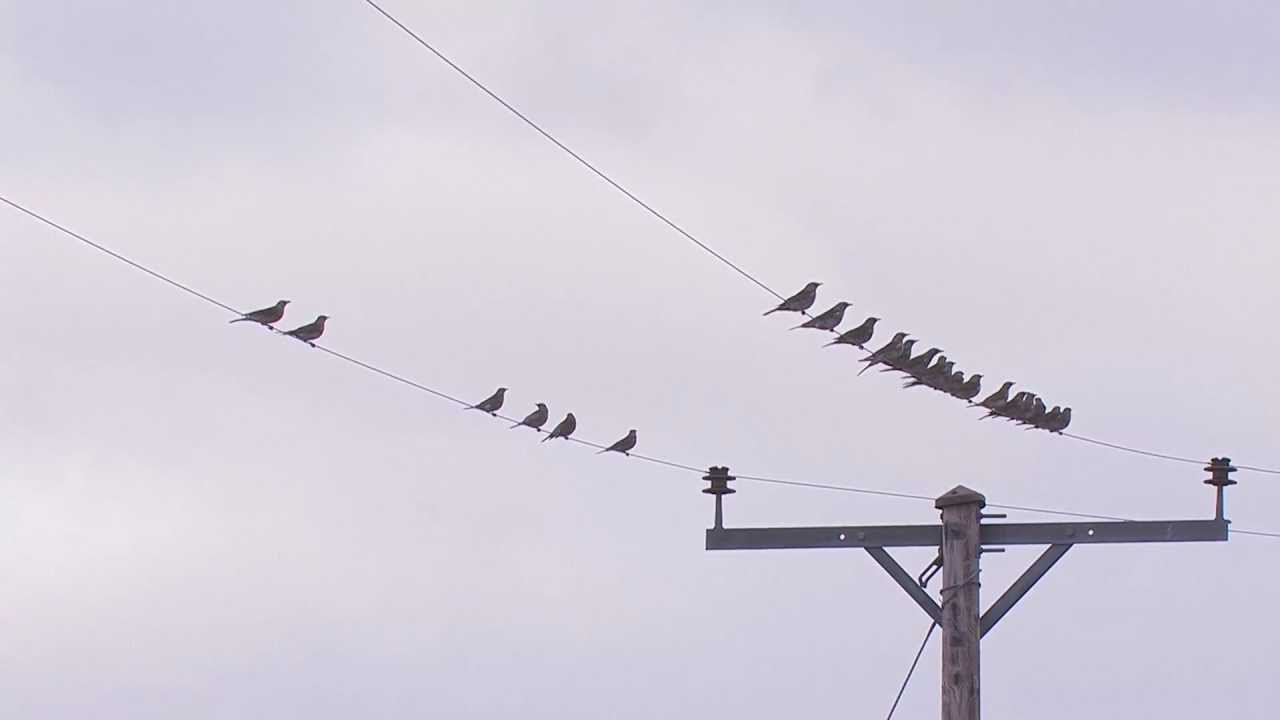 Fieldfares   - Turdus pilaris