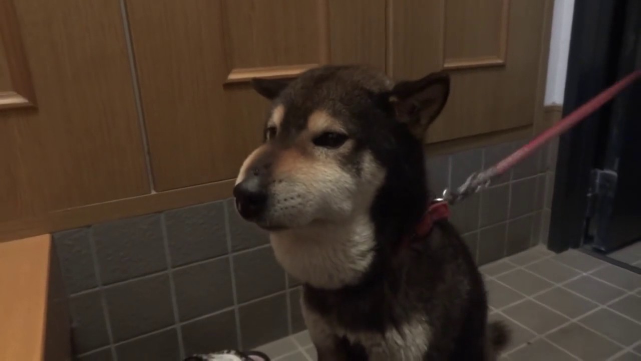 A dog bitten by a venomous snake (Mamushi).