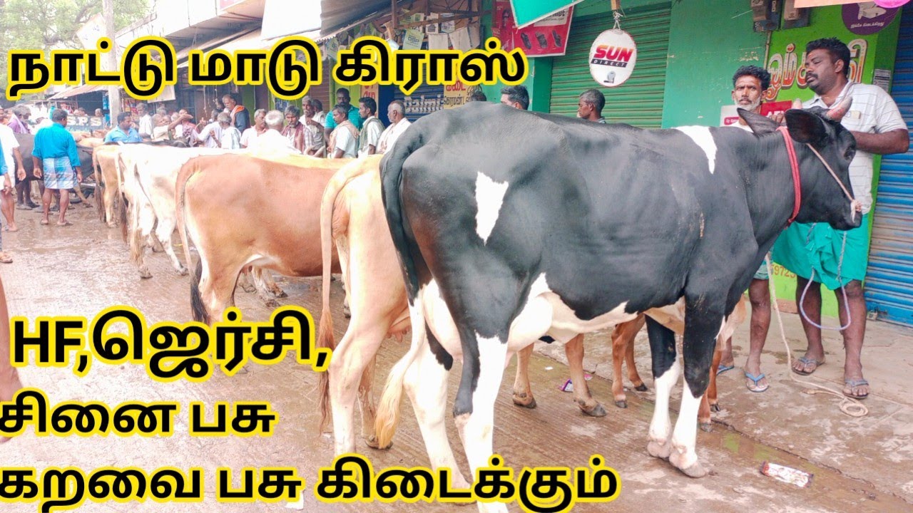 சினைமாடு,கறவைமாடு,ஜெர்சி, கிர் கிராஸ்,நாட்டு மாடு கிடைக்கும்|Poigai cattle market, cow market